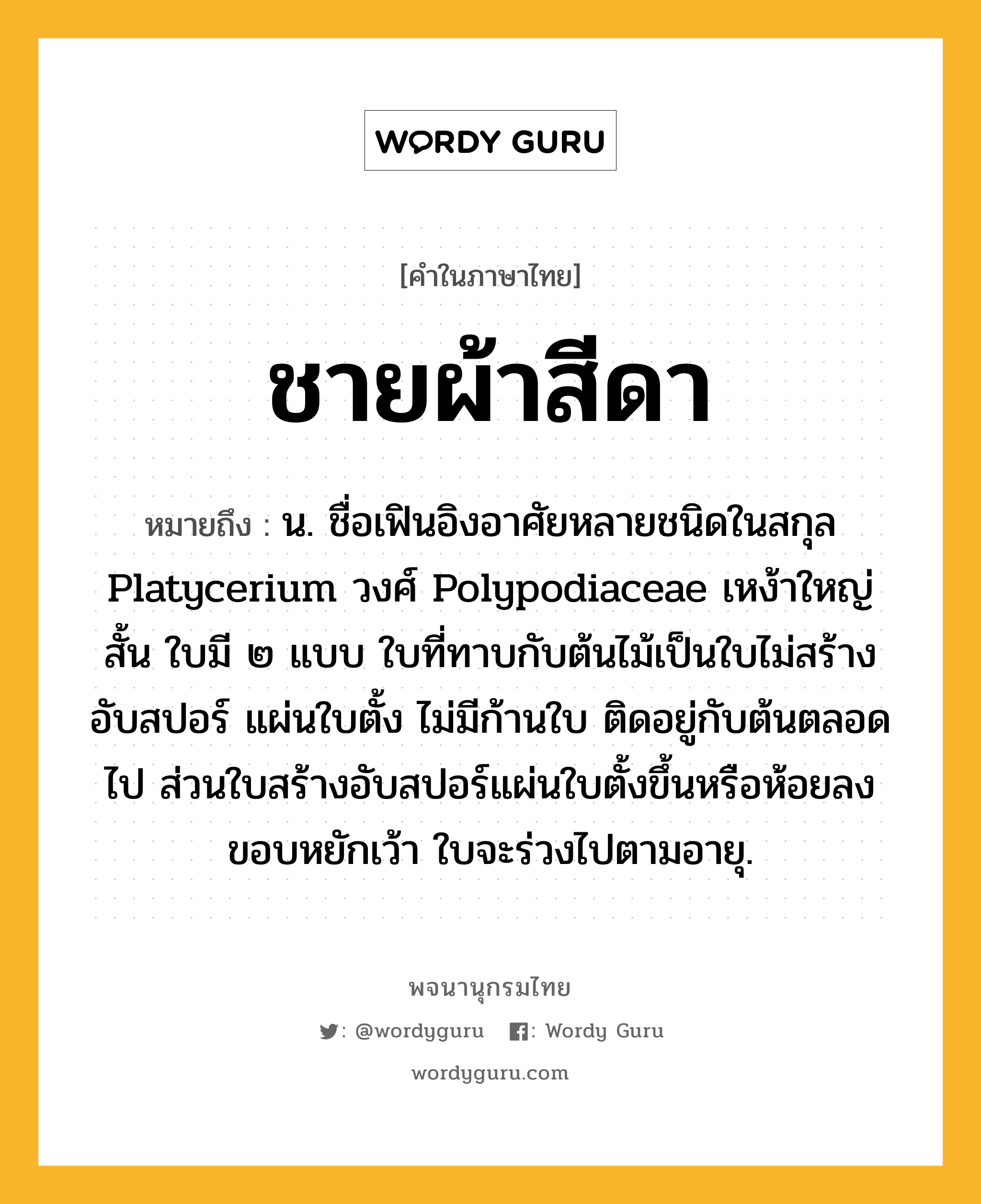 ชายผ้าสีดา ความหมาย หมายถึงอะไร?, คำในภาษาไทย ชายผ้าสีดา หมายถึง น. ชื่อเฟินอิงอาศัยหลายชนิดในสกุล Platycerium วงศ์ Polypodiaceae เหง้าใหญ่สั้น ใบมี ๒ แบบ ใบที่ทาบกับต้นไม้เป็นใบไม่สร้างอับสปอร์ แผ่นใบตั้ง ไม่มีก้านใบ ติดอยู่กับต้นตลอดไป ส่วนใบสร้างอับสปอร์แผ่นใบตั้งขึ้นหรือห้อยลง ขอบหยักเว้า ใบจะร่วงไปตามอายุ.