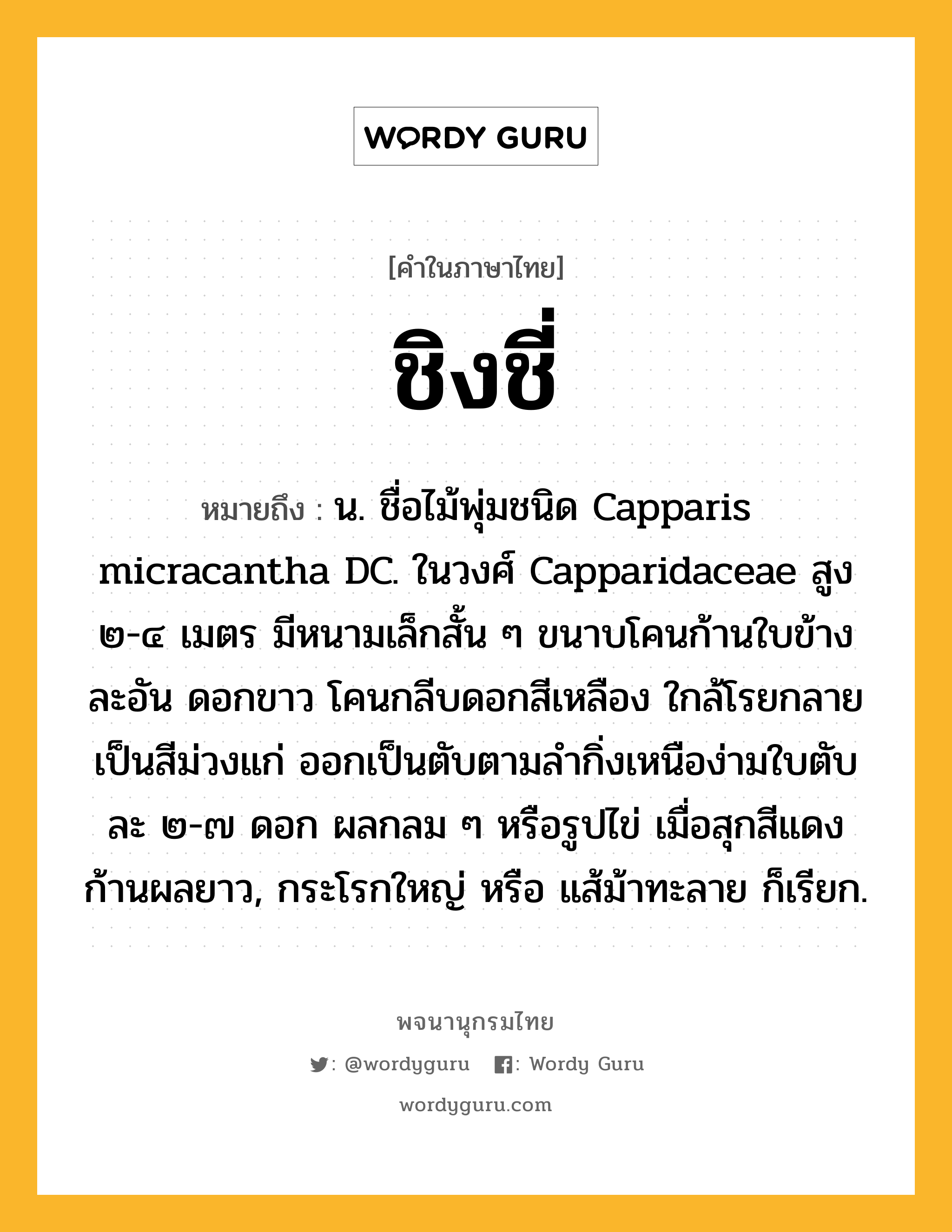 ชิงชี่ ความหมาย หมายถึงอะไร?, คำในภาษาไทย ชิงชี่ หมายถึง น. ชื่อไม้พุ่มชนิด Capparis micracantha DC. ในวงศ์ Capparidaceae สูง ๒-๔ เมตร มีหนามเล็กสั้น ๆ ขนาบโคนก้านใบข้างละอัน ดอกขาว โคนกลีบดอกสีเหลือง ใกล้โรยกลายเป็นสีม่วงแก่ ออกเป็นตับตามลํากิ่งเหนือง่ามใบตับละ ๒-๗ ดอก ผลกลม ๆ หรือรูปไข่ เมื่อสุกสีแดง ก้านผลยาว, กระโรกใหญ่ หรือ แส้ม้าทะลาย ก็เรียก.
