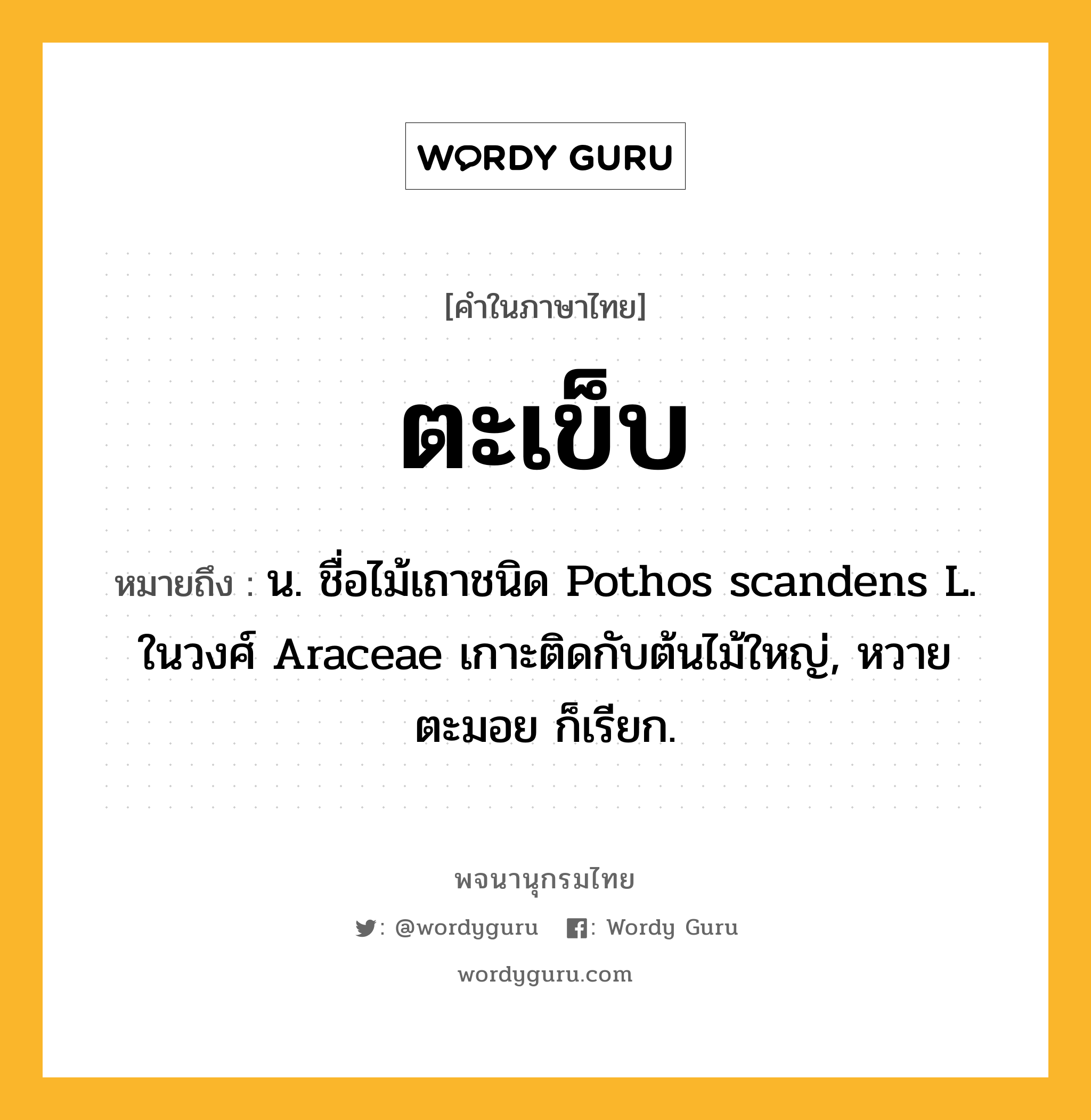 ตะเข็บ ความหมาย หมายถึงอะไร?, คำในภาษาไทย ตะเข็บ หมายถึง น. ชื่อไม้เถาชนิด Pothos scandens L. ในวงศ์ Araceae เกาะติดกับต้นไม้ใหญ่, หวายตะมอย ก็เรียก.