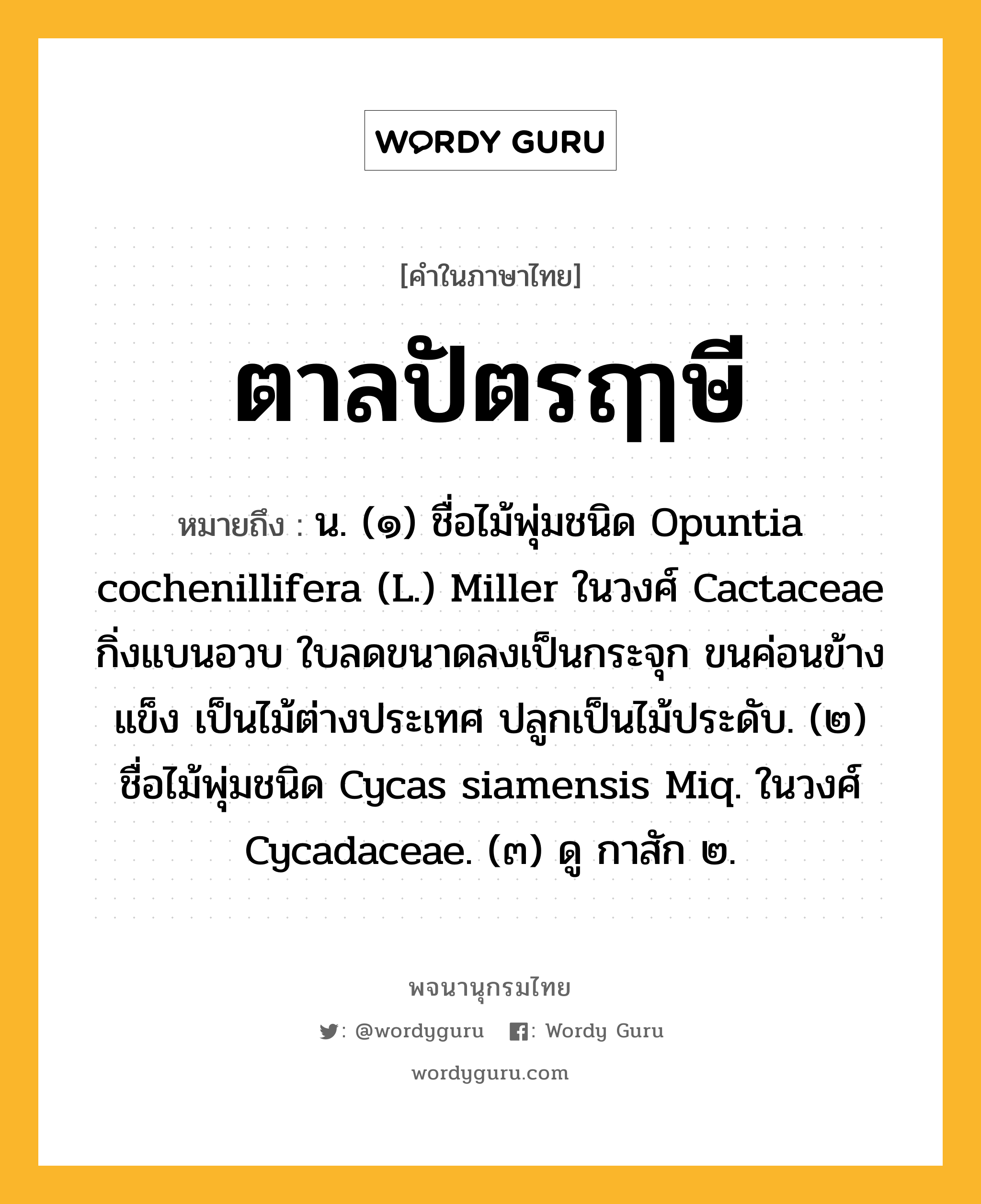ตาลปัตรฤๅษี ความหมาย หมายถึงอะไร?, คำในภาษาไทย ตาลปัตรฤๅษี หมายถึง น. (๑) ชื่อไม้พุ่มชนิด Opuntia cochenillifera (L.) Miller ในวงศ์ Cactaceae กิ่งแบนอวบ ใบลดขนาดลงเป็นกระจุก ขนค่อนข้างแข็ง เป็นไม้ต่างประเทศ ปลูกเป็นไม้ประดับ. (๒) ชื่อไม้พุ่มชนิด Cycas siamensis Miq. ในวงศ์ Cycadaceae. (๓) ดู กาสัก ๒.