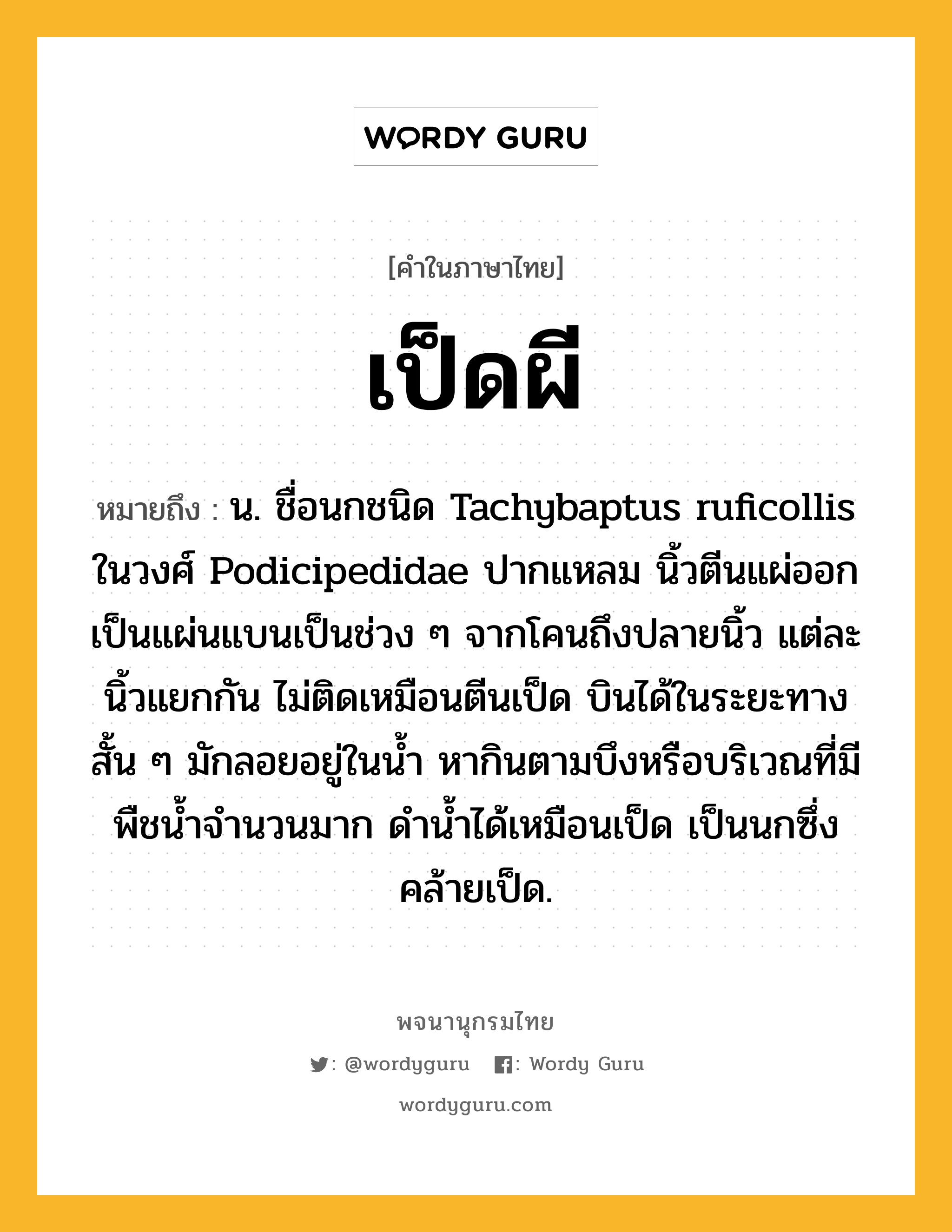 เป็ดผี ความหมาย หมายถึงอะไร?, คำในภาษาไทย เป็ดผี หมายถึง น. ชื่อนกชนิด Tachybaptus ruficollis ในวงศ์ Podicipedidae ปากแหลม นิ้วตีนแผ่ออกเป็นแผ่นแบนเป็นช่วง ๆ จากโคนถึงปลายนิ้ว แต่ละนิ้วแยกกัน ไม่ติดเหมือนตีนเป็ด บินได้ในระยะทางสั้น ๆ มักลอยอยู่ในนํ้า หากินตามบึงหรือบริเวณที่มีพืชนํ้าจํานวนมาก ดํานํ้าได้เหมือนเป็ด เป็นนกซึ่งคล้ายเป็ด.