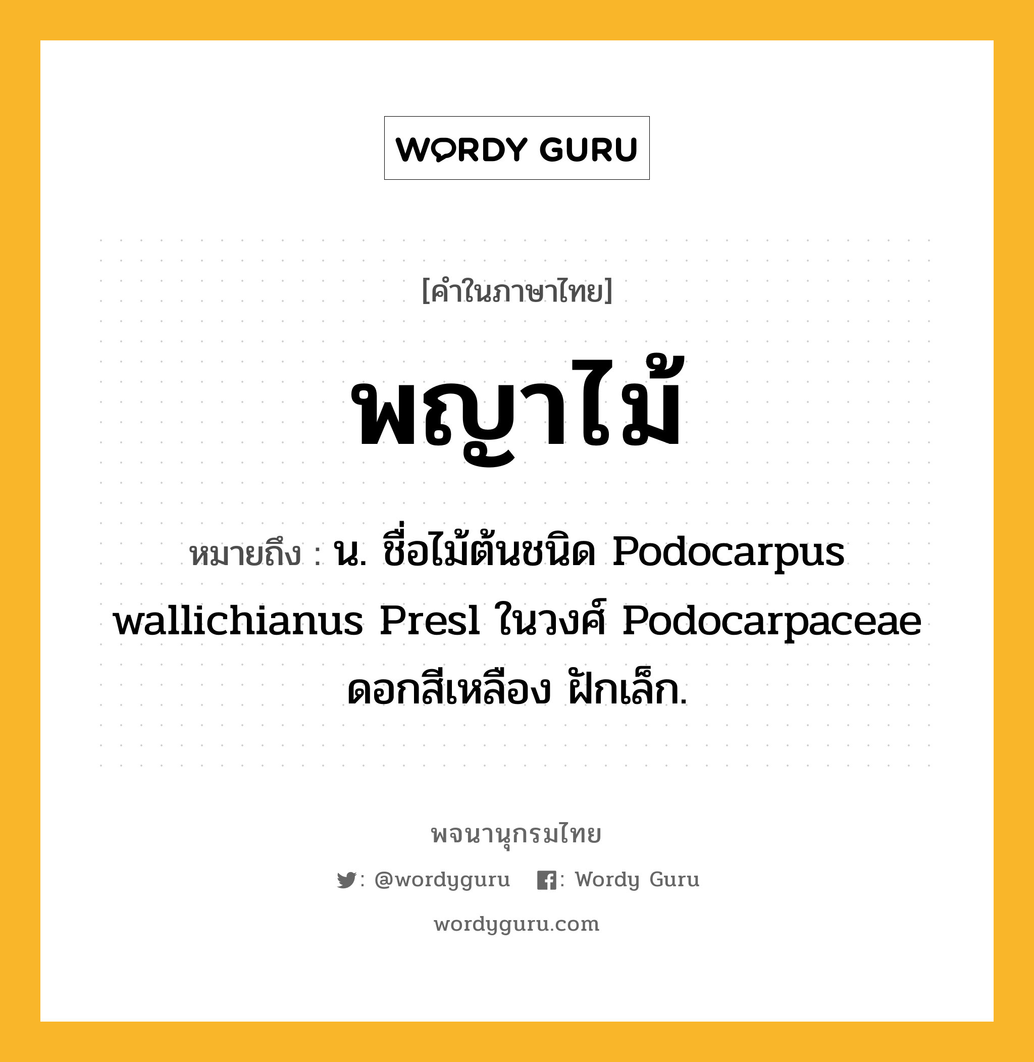 พญาไม้ หมายถึงอะไร?, คำในภาษาไทย พญาไม้ หมายถึง น. ชื่อไม้ต้นชนิด Podocarpus wallichianus Presl ในวงศ์ Podocarpaceae ดอกสีเหลือง ฝักเล็ก.