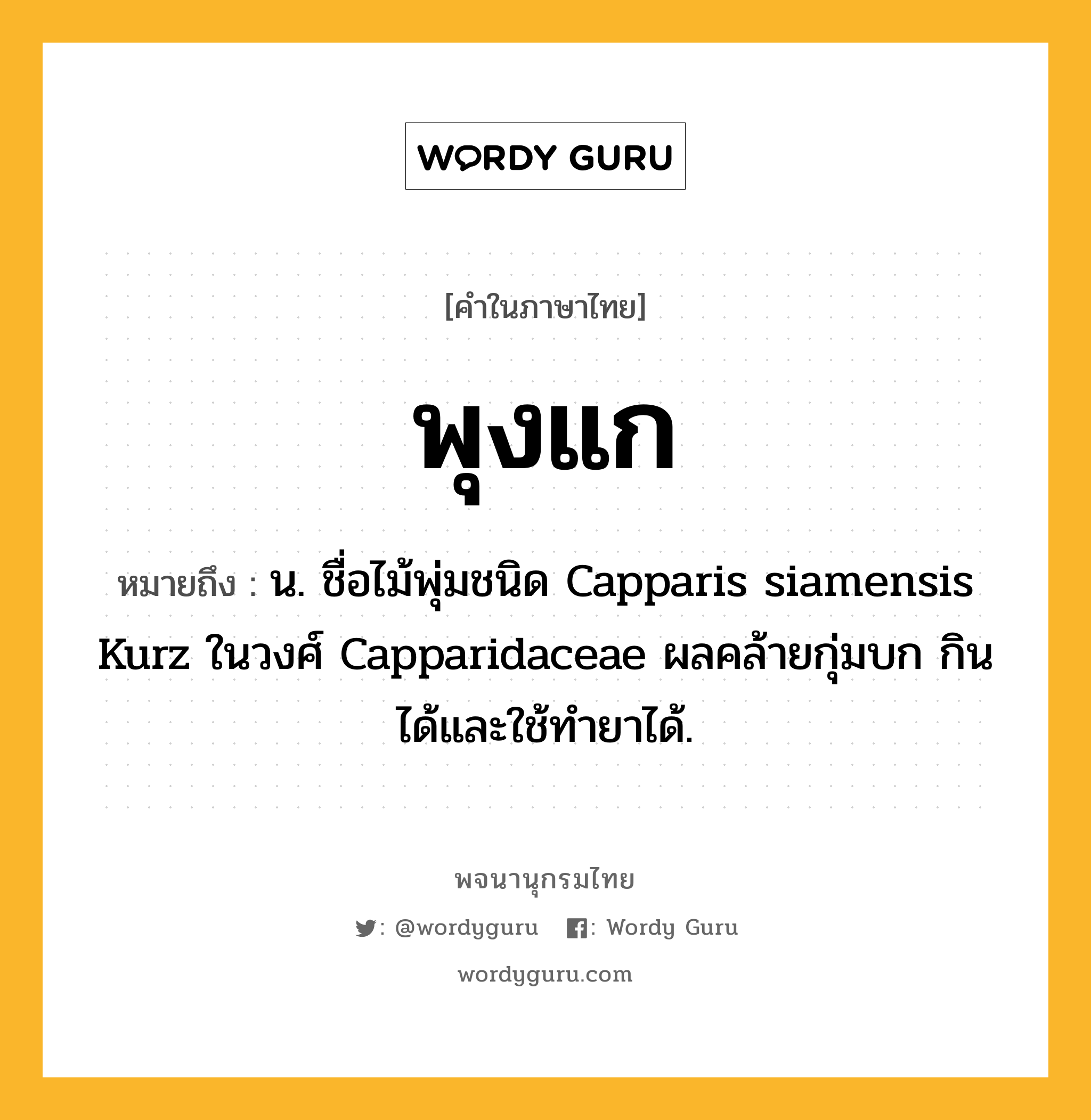 พุงแก หมายถึงอะไร?, คำในภาษาไทย พุงแก หมายถึง น. ชื่อไม้พุ่มชนิด Capparis siamensis Kurz ในวงศ์ Capparidaceae ผลคล้ายกุ่มบก กินได้และใช้ทํายาได้.