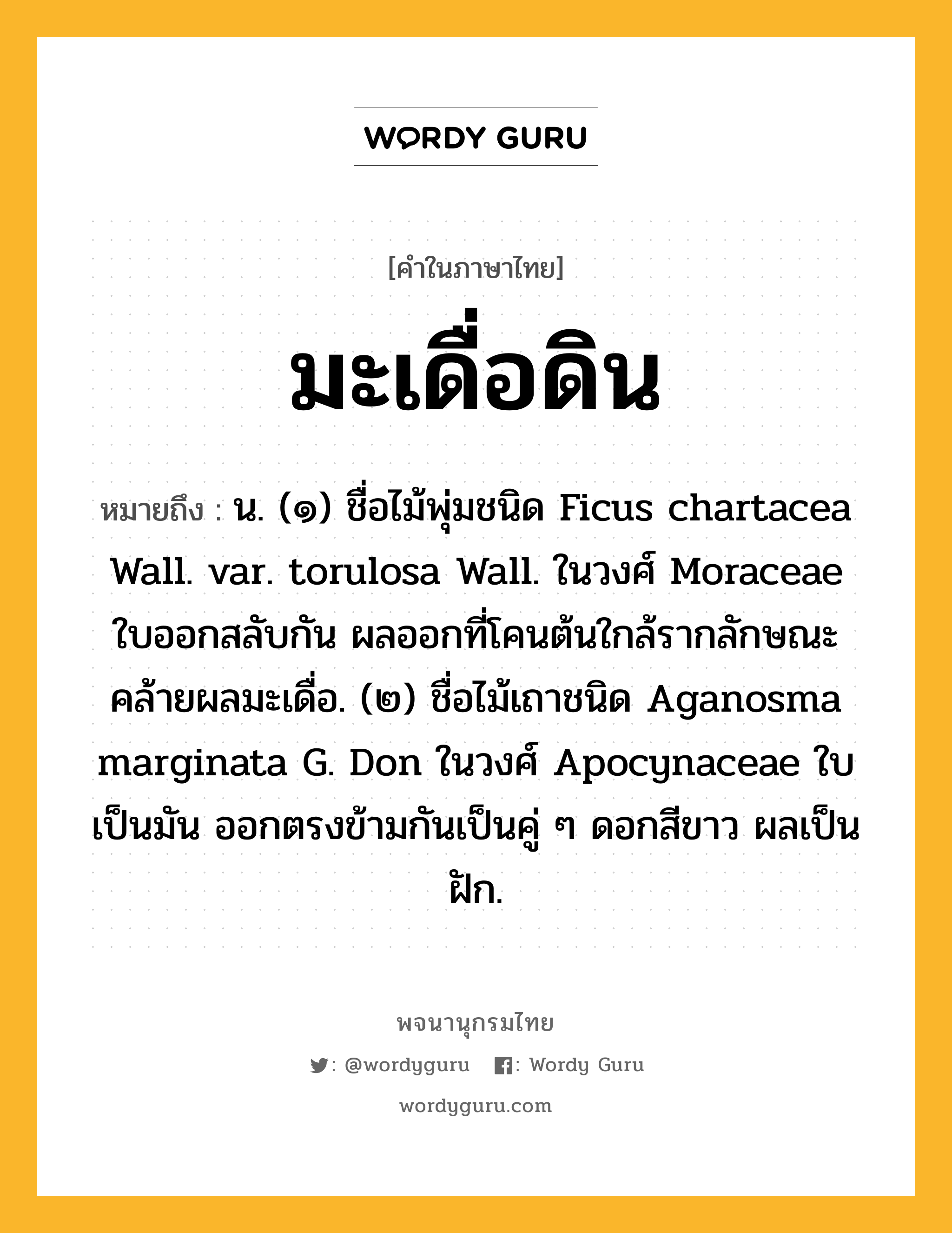 มะเดื่อดิน หมายถึงอะไร?, คำในภาษาไทย มะเดื่อดิน หมายถึง น. (๑) ชื่อไม้พุ่มชนิด Ficus chartacea Wall. var. torulosa Wall. ในวงศ์ Moraceae ใบออกสลับกัน ผลออกที่โคนต้นใกล้รากลักษณะคล้ายผลมะเดื่อ. (๒) ชื่อไม้เถาชนิด Aganosma marginata G. Don ในวงศ์ Apocynaceae ใบเป็นมัน ออกตรงข้ามกันเป็นคู่ ๆ ดอกสีขาว ผลเป็นฝัก.