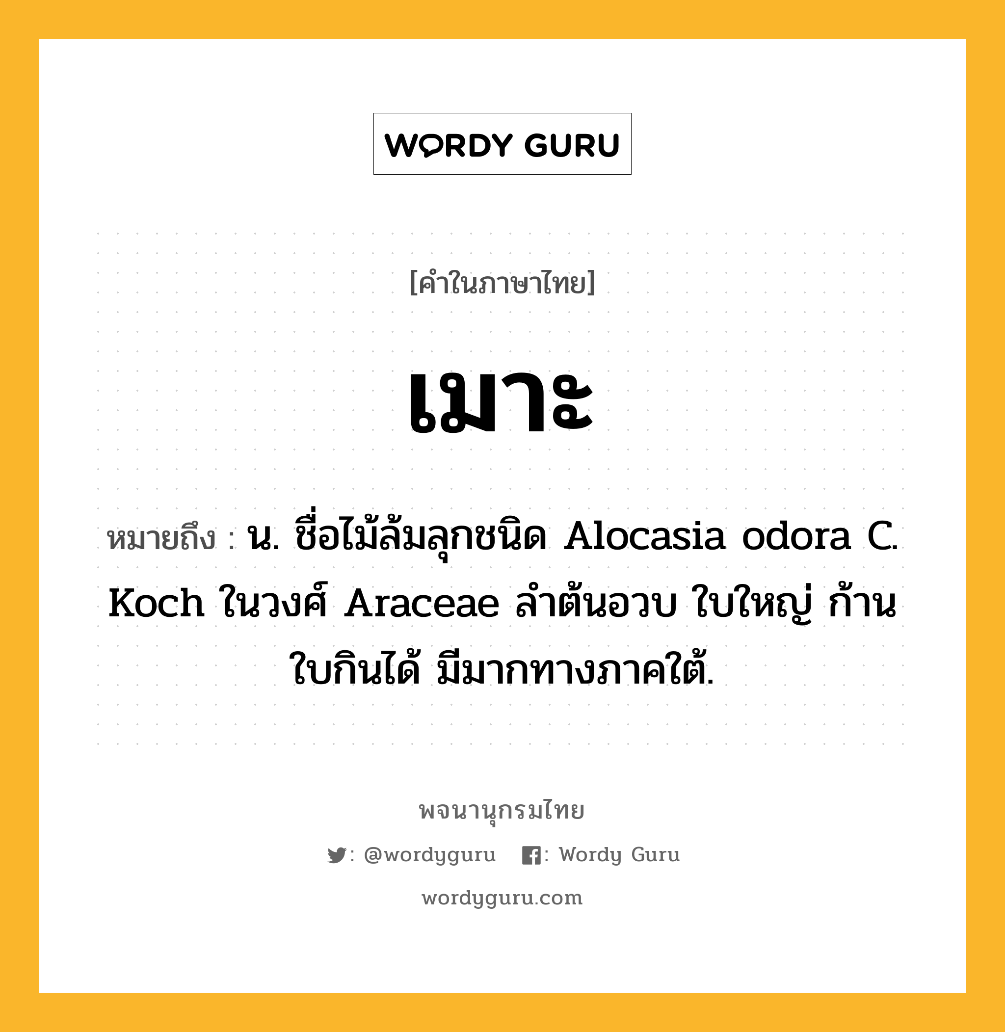 เมาะ ความหมาย หมายถึงอะไร?, คำในภาษาไทย เมาะ หมายถึง น. ชื่อไม้ล้มลุกชนิด Alocasia odora C. Koch ในวงศ์ Araceae ลําต้นอวบ ใบใหญ่ ก้านใบกินได้ มีมากทางภาคใต้.