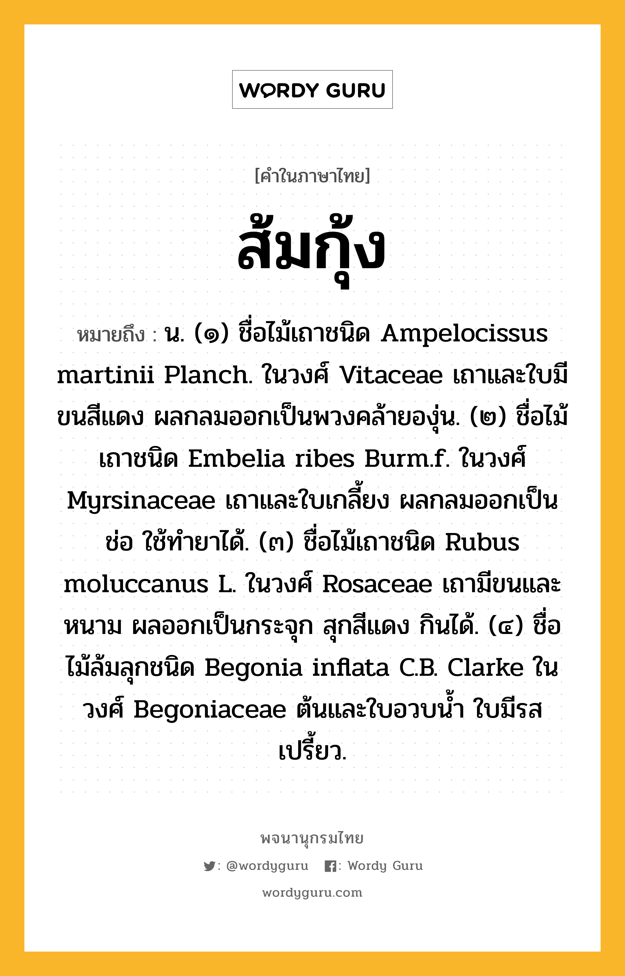 ส้มกุ้ง หมายถึงอะไร?, คำในภาษาไทย ส้มกุ้ง หมายถึง น. (๑) ชื่อไม้เถาชนิด Ampelocissus martinii Planch. ในวงศ์ Vitaceae เถาและใบมีขนสีแดง ผลกลมออกเป็นพวงคล้ายองุ่น. (๒) ชื่อไม้เถาชนิด Embelia ribes Burm.f. ในวงศ์ Myrsinaceae เถาและใบเกลี้ยง ผลกลมออกเป็นช่อ ใช้ทํายาได้. (๓) ชื่อไม้เถาชนิด Rubus moluccanus L. ในวงศ์ Rosaceae เถามีขนและหนาม ผลออกเป็นกระจุก สุกสีแดง กินได้. (๔) ชื่อไม้ล้มลุกชนิด Begonia inflata C.B. Clarke ในวงศ์ Begoniaceae ต้นและใบอวบนํ้า ใบมีรสเปรี้ยว.