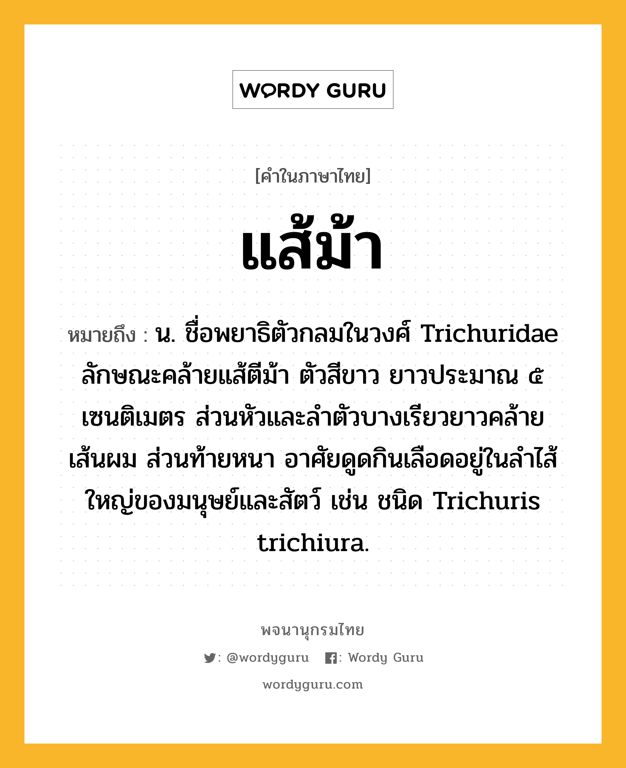 แส้ม้า หมายถึงอะไร?, คำในภาษาไทย แส้ม้า หมายถึง น. ชื่อพยาธิตัวกลมในวงศ์ Trichuridae ลักษณะคล้ายแส้ตีม้า ตัวสีขาว ยาวประมาณ ๕ เซนติเมตร ส่วนหัวและลำตัวบางเรียวยาวคล้ายเส้นผม ส่วนท้ายหนา อาศัยดูดกินเลือดอยู่ในลําไส้ใหญ่ของมนุษย์และสัตว์ เช่น ชนิด Trichuris trichiura.