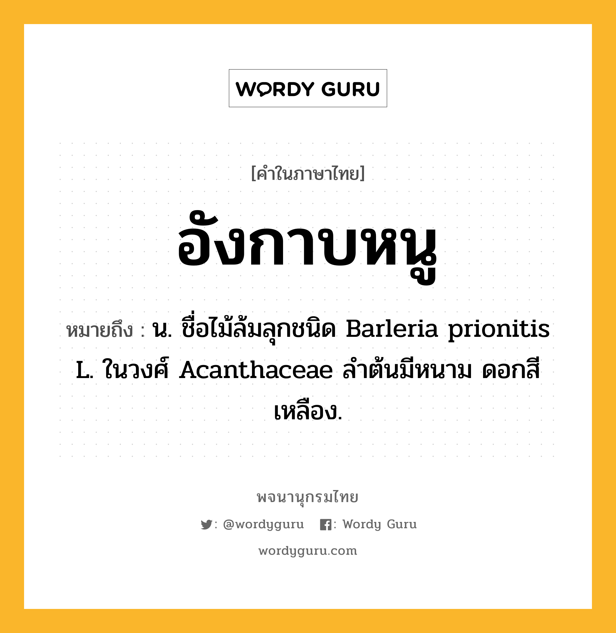 อังกาบหนู หมายถึงอะไร?, คำในภาษาไทย อังกาบหนู หมายถึง น. ชื่อไม้ล้มลุกชนิด Barleria prionitis L. ในวงศ์ Acanthaceae ลําต้นมีหนาม ดอกสีเหลือง.